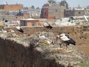Storks at the palace