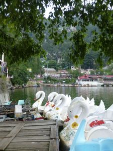 Swan paddleboats